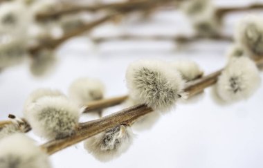 Beyaz üzerinde izole Catkin ile Willow şube makro çekim