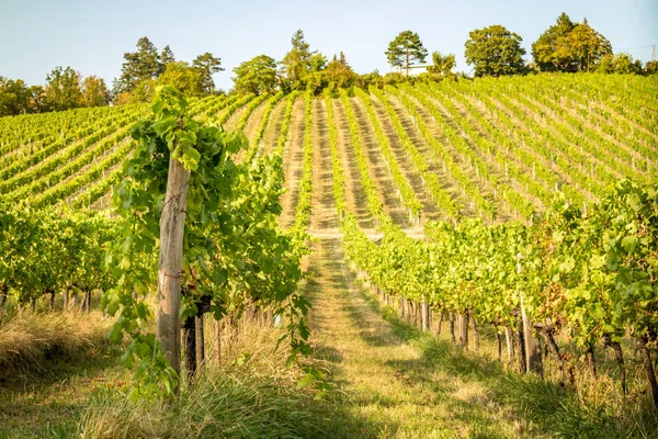 Colinas de viñedo en verano — Foto de Stock