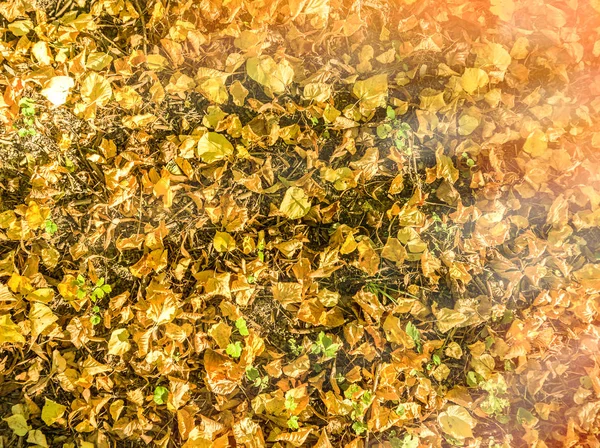 Otoño caída follaje amarillo en el suelo — Foto de Stock