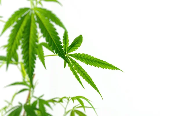 Lummiga cannabis plantan isolerad på vit bakgrund — Stockfoto