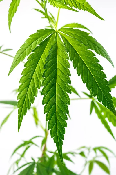緑の麻のクローズアップ, 大麻は、白の孤立した背景に葉 — ストック写真