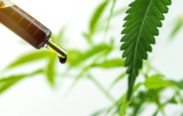 Botella de mano de aceite de cannabis en gotero contra planta de cannabis . — Foto de Stock