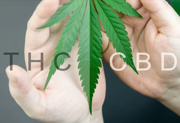 Folha de cannabis nas mãos com canabinóides principais sobreposição de texto, cbd vs. thc conceito — Fotografia de Stock