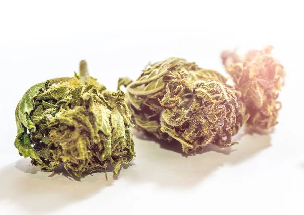 Cannabis flor botões macro isolado no fundo branco — Fotografia de Stock