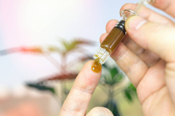 Hand holding Syringe with CBD Cannabidiol paste against Hemp pla