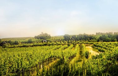 Vineyard hills of the city of Vienna at sunset clipart