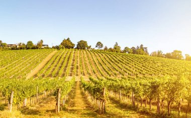 Yaz aylarında Doğal Vineyard tepeler