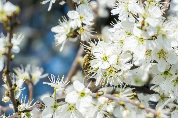 Çiçek açan bir ağacın dalları. Beyaz çiçeklerdeki kiraz ağacı