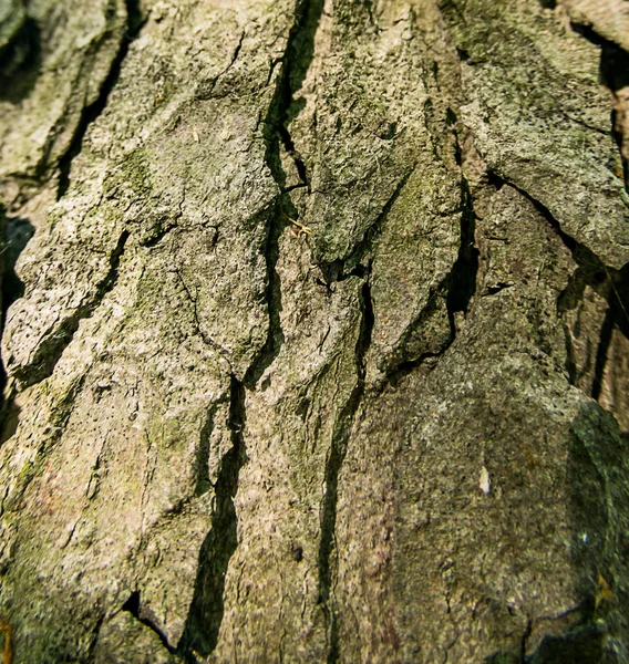 Plný rám zavřít záběr kůry starého stromu — Stock fotografie