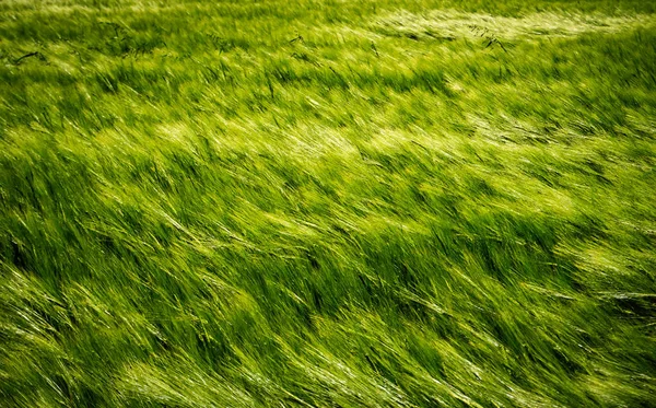 Campo de cevada verde jovem no vento antes do pôr do sol, abstrato natureza fundo — Fotografia de Stock