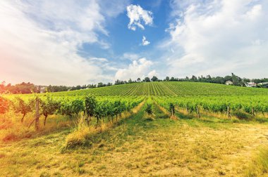 Vineyard on bright summer day under blue sky with white clouds in Vienna Austria clipart