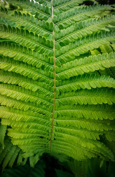 Tropical fern plant growing in botanical garden with dark light background — Stock Photo, Image