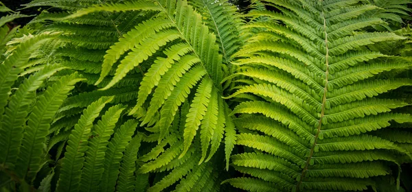Pianta di felce tropicale che cresce in giardino botanico con sfondo chiaro scuro — Foto Stock