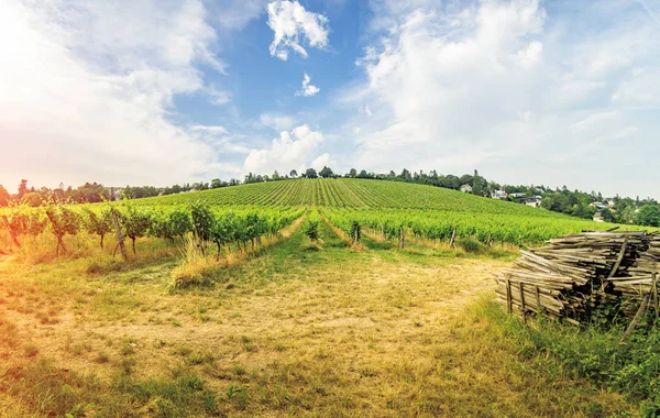 Il vigneto nella luminosa giornata estiva sotto il cielo blu con nuvole bianche a Vienna — Foto Stock