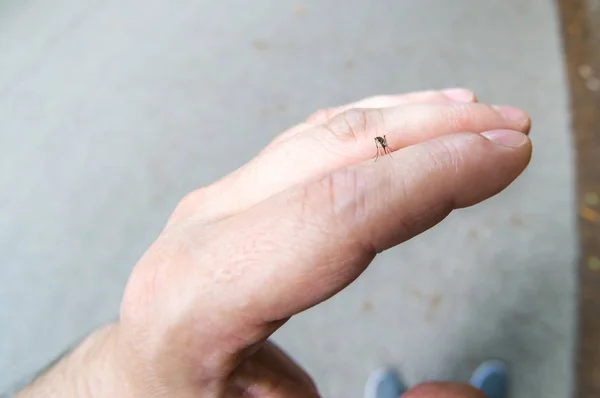 Комары, жаждущие крови на руке человека — стоковое фото