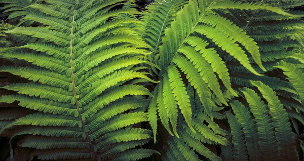 Planta de samambaia tropical crescendo em jardim botânico com fundo de luz escura. Para pano de fundo de folhagem verde — Fotografia de Stock