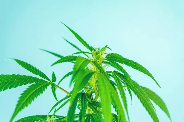 Marihuany medycznej pozostawia na zewnątrz niebieski niebo tle — Zdjęcie stockowe