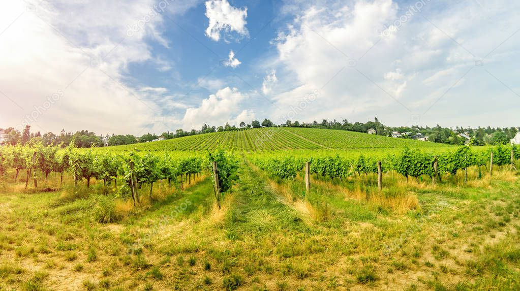 Vineyard on bright summer day under blue sky with white clouds in Vienna