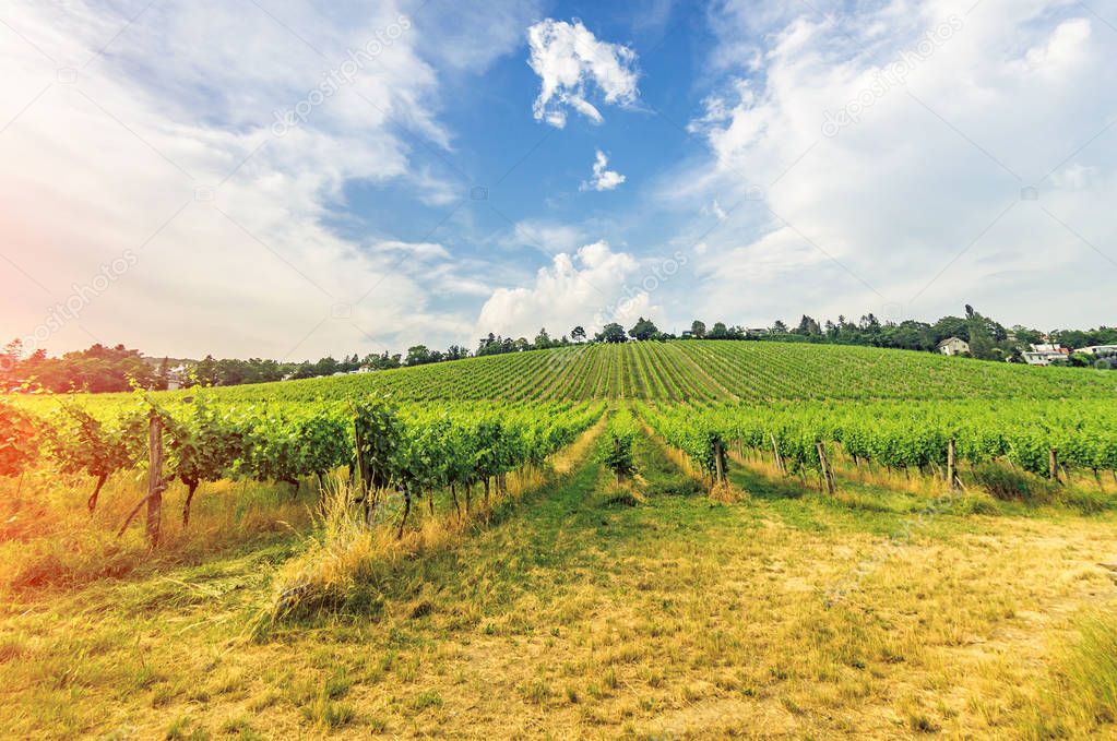 Vineyard on bright summer day under blue sky with white clouds in Vienna Austria