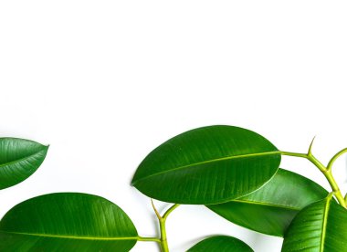 Ficus elastica, kauçuk incir yaprağı izole beyaz arka plan