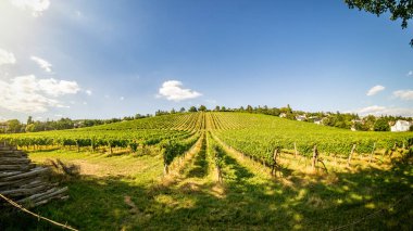 Avusturya Viyana üzüm bağları panoramik görünümü