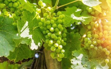 Üzüm bağında beyaz şarap üzüm, tonda