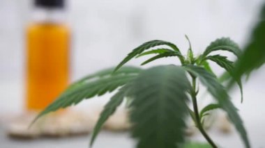  Esrar Cbd ve Thc yağlar ve haplar El çekim düzenlenen