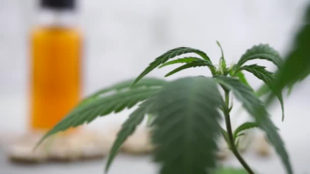 Hand Held Schot Van Cannabis Cbd Thc Oliën Pillen — Stockvideo