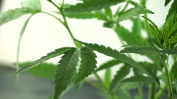 屋内プランテーションで若い大麻の葉の詳細 — ストック動画