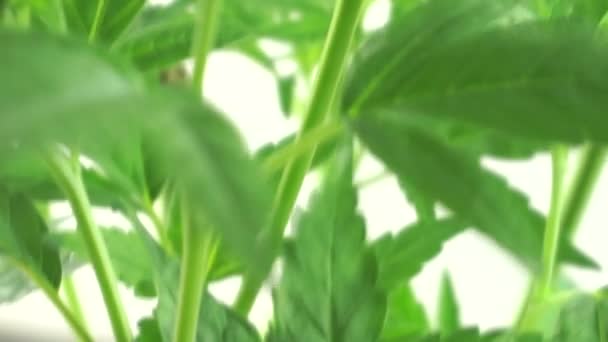 屋内プランテーションで若い大麻の葉の詳細 — ストック動画