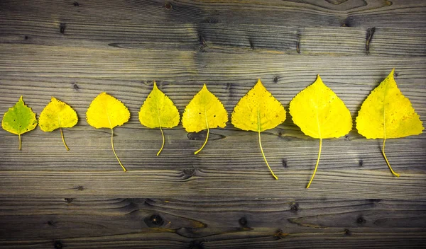 Coloridas hojas de otoño sobre mesa de madera rústica — Foto de Stock