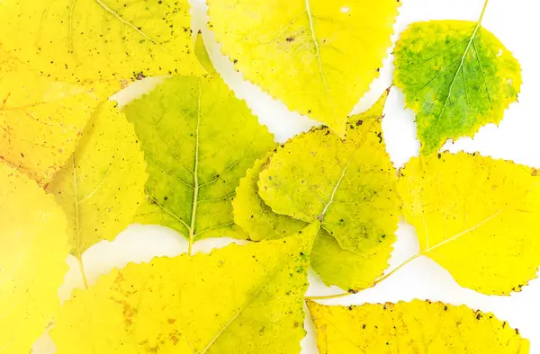 Marco completo de coloridas hojas variadas de otoño en blanco — Foto de Stock