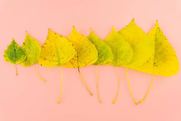 Surtido de coloridas hojas amarillas y verdes de otoño sobre fondo rosa pastel — Foto de Stock