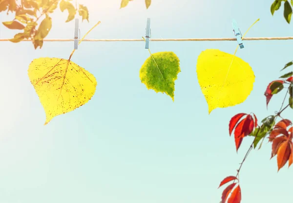 Coloridas hojas de otoño colgando de una cuerda unida con una clavija de ropa contra el cielo azul — Foto de Stock