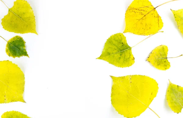 Coloridas hojas de otoño amarillas y verdes aisladas en blanco — Foto de Stock