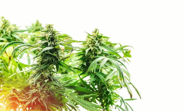 Branches Medical Marijuana Flower Bud Sites Isolated White — Stock Photo, Image