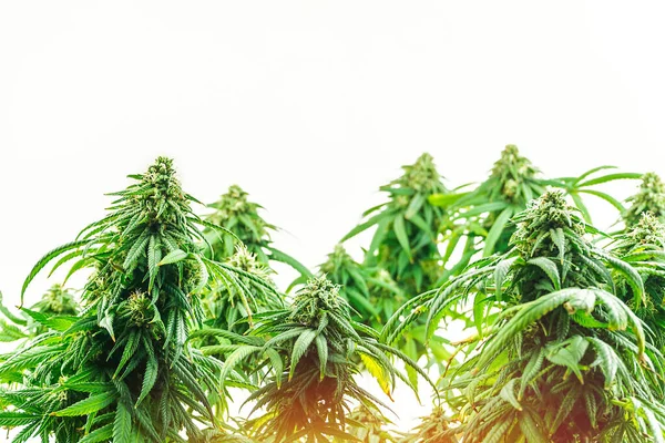 Branches Medical Marijuana Flower Bud Sites Isolated White — Stock Photo, Image