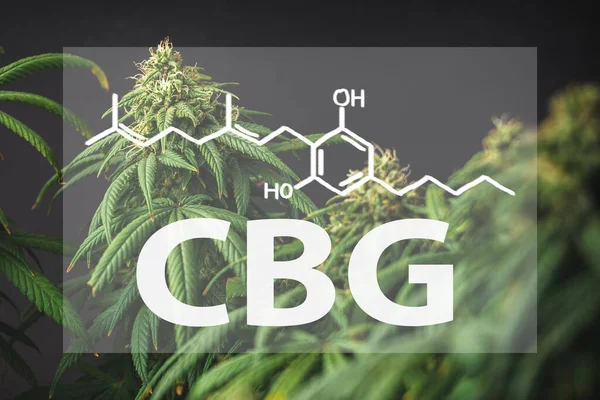 Molekula CBG
