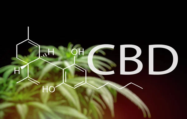 Cbd Cannabidiol Chemische Struktur Formel Gegen Cannabispflanze Medizinisches Marihuana Konzept — Stockfoto