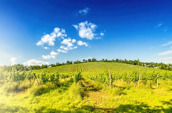 Szeroki Kąt Widzenia Winnic Austrii Wiedeń Region — Zdjęcie stockowe