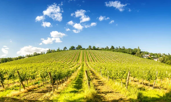 Vue Grand Angle Des Vignobles Autriche Région Vienne — Photo