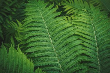 Tam kare Tropikal Matteuccia struthiopteris bitkisi botanik bahçesinde yetişiyor.