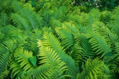 Tam kare Tropikal Matteuccia struthiopteris bitkisi botanik bahçesinde yetişiyor.