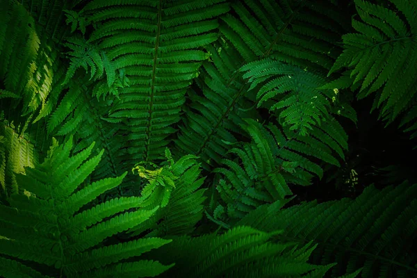 Marco Completo Tropical Matteuccia Strutiteris Planta Que Crece Jardín Botánico — Foto de Stock