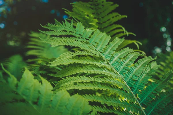 生长在植物园中的热带马特古西亚高杆植物 色调深沉 — 图库照片