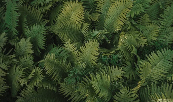 Πλήρες Πλαίσιο Tropical Matteuccia Struthiopteris Φυτό Που Αναπτύσσεται Βοτανικό Κήπο — Φωτογραφία Αρχείου
