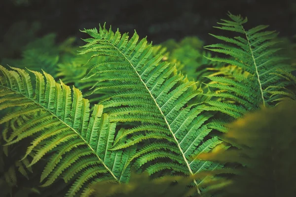 生长在植物园中的热带马特古西亚高杆植物 色调深沉 — 图库照片