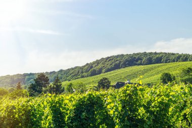 Kuzey Grinzing bölgesinde Viyana şehrinin üzüm bağları.