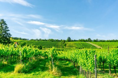 Kuzey Grinzing bölgesinde Viyana şehrinin geniş açılı üzüm bağı sıraları