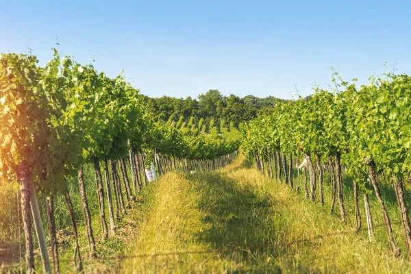 Filas Viñedos Ciudad Viena Austria Zona Norte Grinzing — Foto de Stock